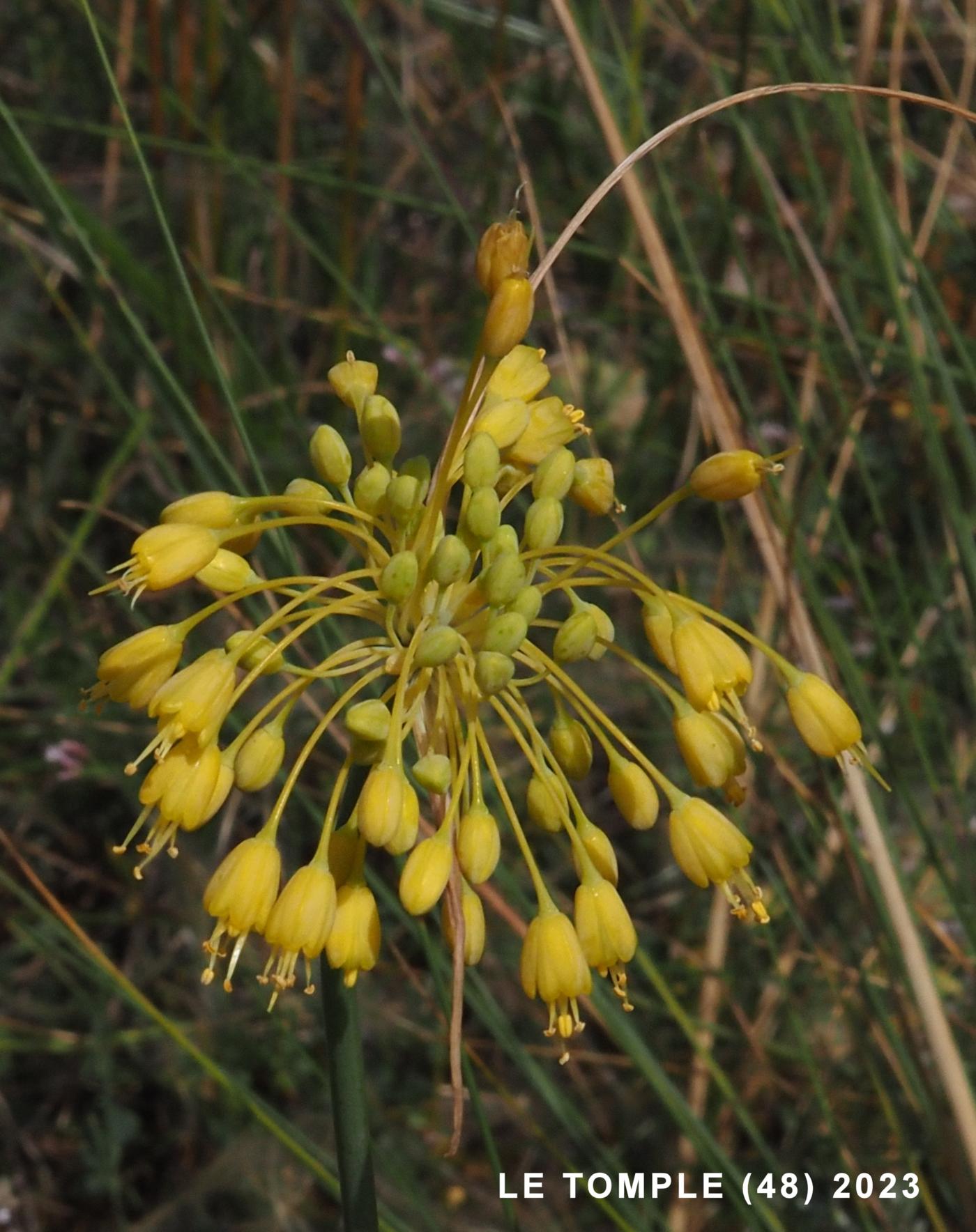 Onion, Yellow flower